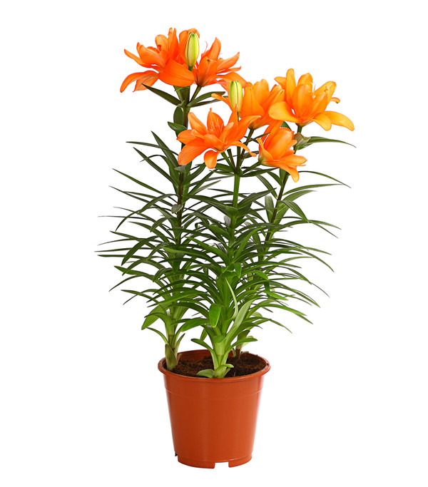 Lilie - Lilium-Hybriden