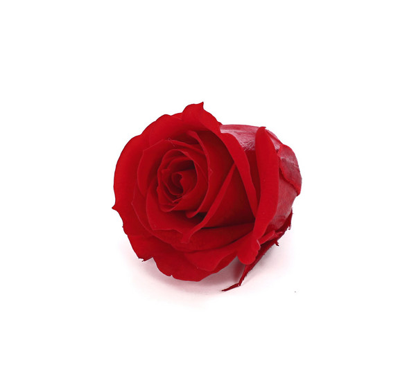 Longlife-Rose, ca. Ø3-3,5 cm