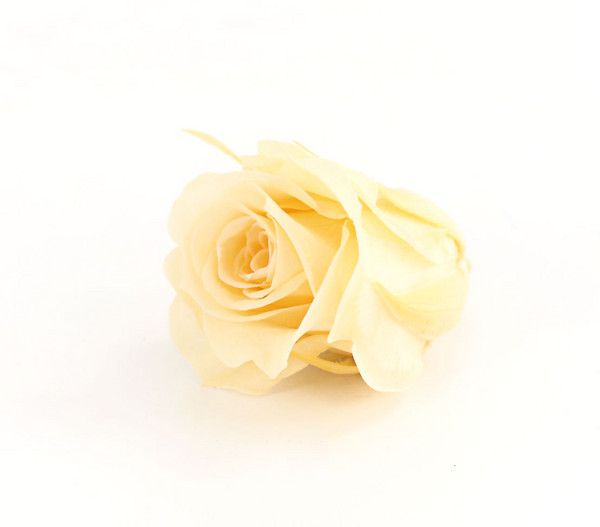 Longlife-Rose, ca. Ø3-3,5 cm