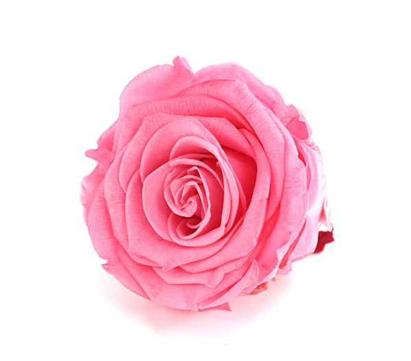 Longlife-Rose, ca. Ø6-6,5 cm