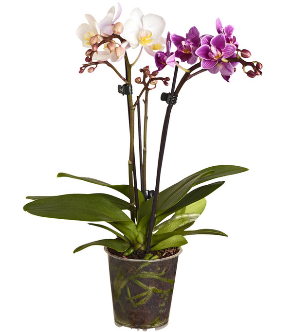 Midi Schmetterlingsorchidee - Phalaenopsis cultivars 'Twin'