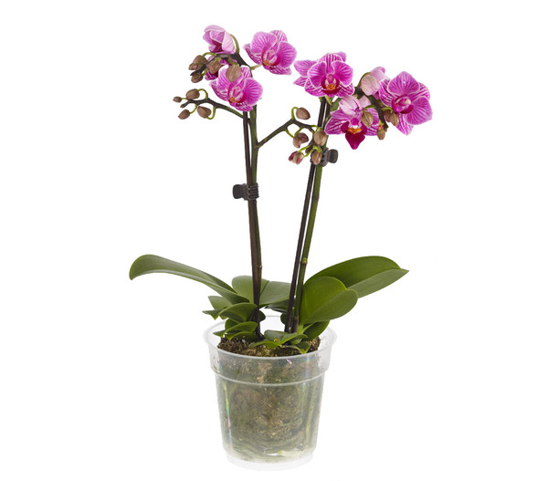 Midi Schmetterlingsorchidee - Phalaenopsis cultivars, verschiedene Sorten