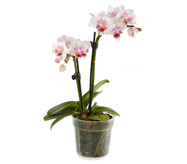 Midi Schmetterlingsorchidee - Phalaenopsis cultivars, verschiedene Sorten
