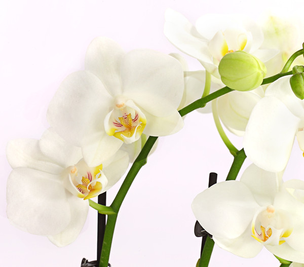 Midi Schmetterlingsorchidee, weiß
