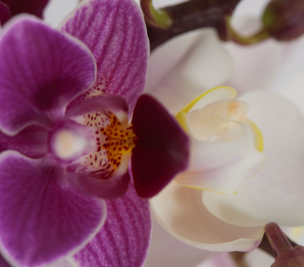 Midi Schmetterlingsorchideen-Duo - Phalaenopsis cultivars