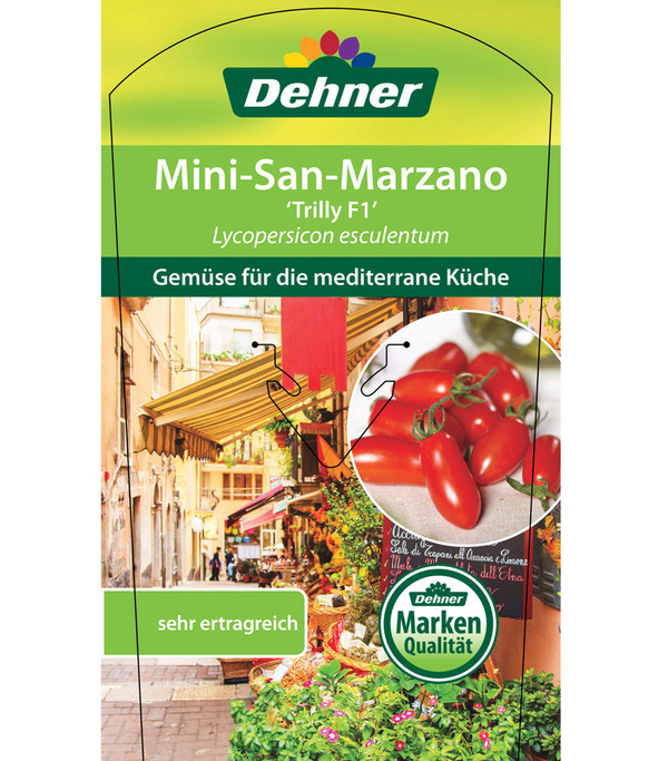 Mini San-Marzano Tomate 'Trilly'