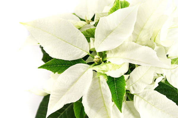 Mini Weihnachtstern - Euphorbia pulcherrima 'Princettia®', weiß