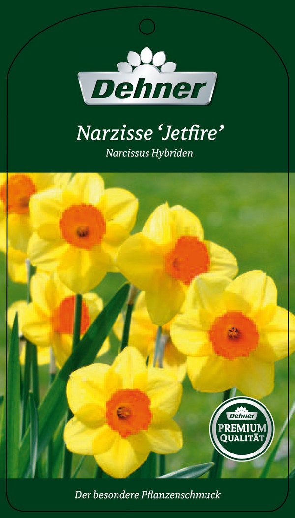 Narzisse 'Jetfire'