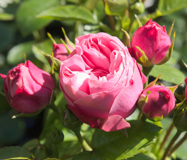 Noblesse® Spray-Rose 'Playful Rokoko'®