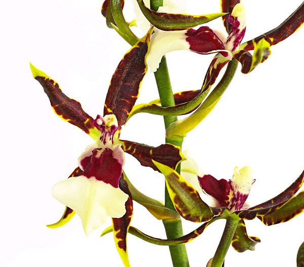 Odontonia-Orchidee - Odontonia hybriden 'Samurai'