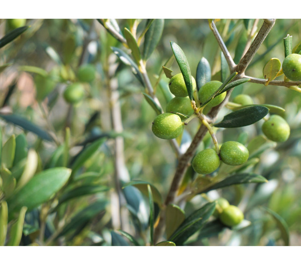 Olive, Stämmchen