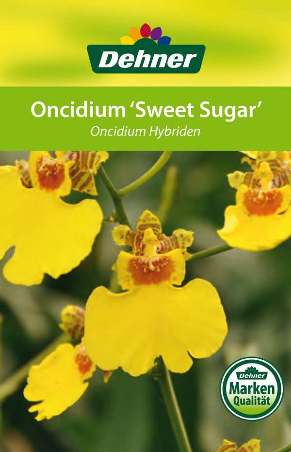 Oncidium - Oncidium cultivars 'Sweet Sugar'