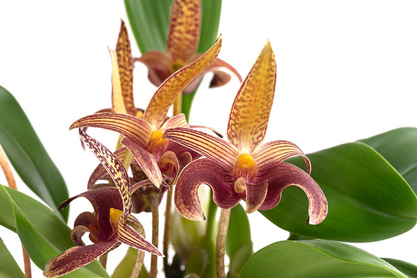 Orchidee - Bulbophyllum lobbii
