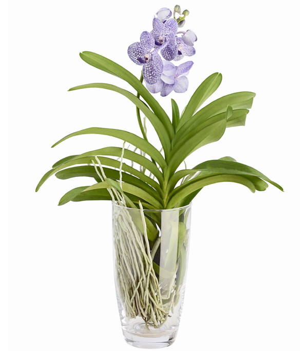 Orchidee 'Vanda', im Glas