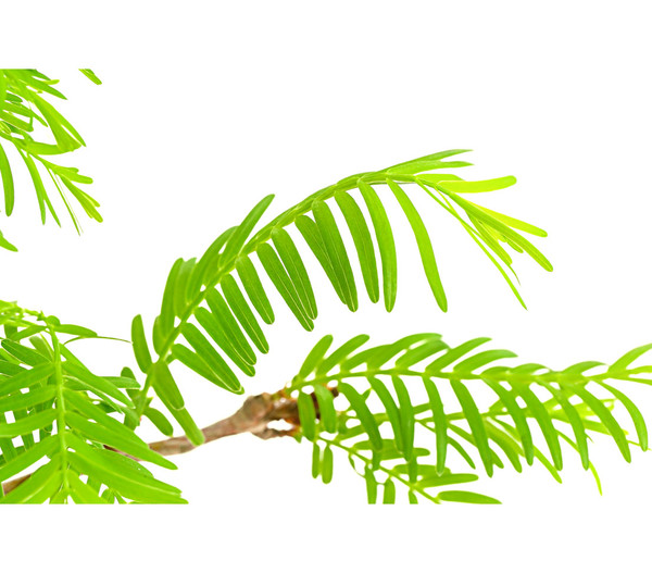 Outdoor-Bonsai Urweltmammutbaum - Metasequoia glyptostroboides