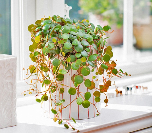 Peperomie - Peperomia 'Pepperspot'