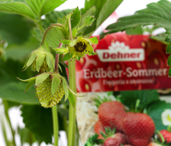 Pflanzenmix Erdbeer-Sommer, 8er Schale