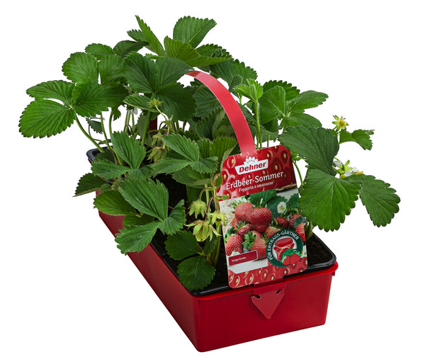 Pflanzenmix Erdbeer-Sommer, 8er Schale