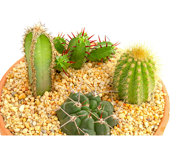 Pflanzenmix Kakteen-Quartett - Cactaceae, 4 Pflanzen in Schale