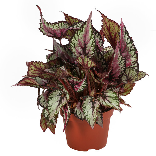 Pflanzenset Blattbegonie - Begonia rex Hybriden, 3-teilig