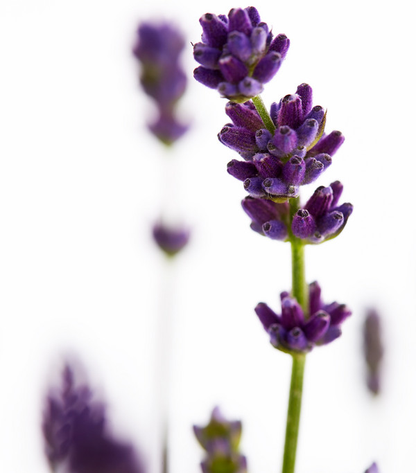 Pflanzenset Duft-Lavendel 'Felice', 4-teilig