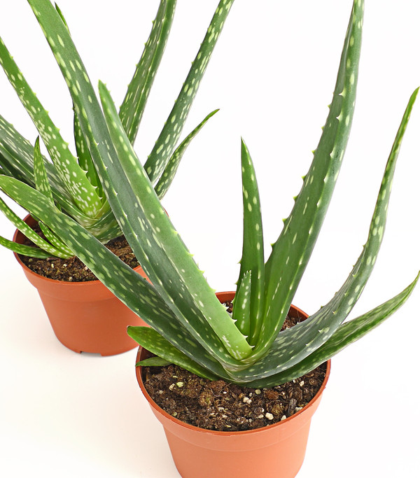 Pflanzenset Echte Aloe - Aloe vera