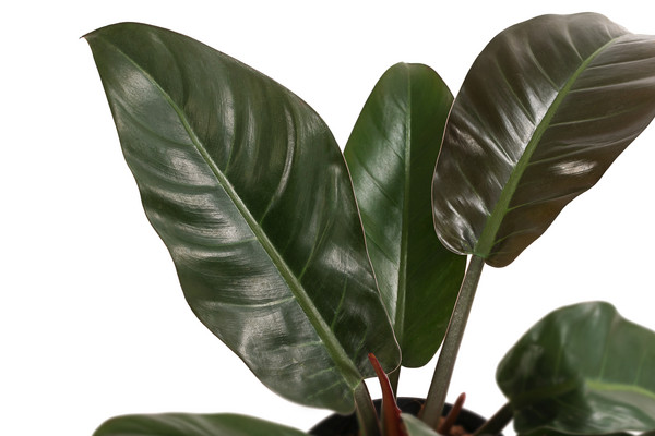 Philodendron 'Imperial Red', Hydrokultur