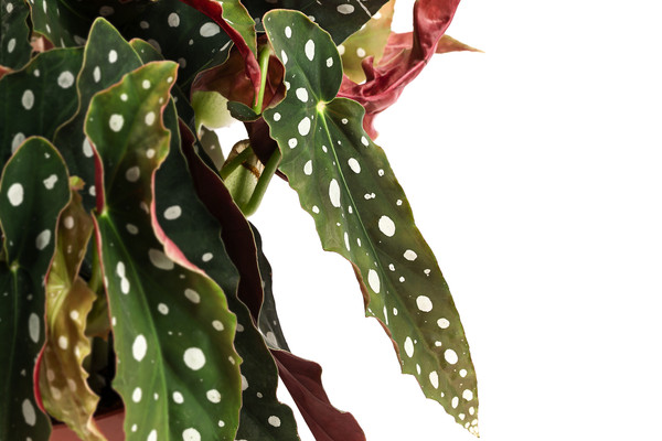 Polka-Dot Begonie - Begonia maculata