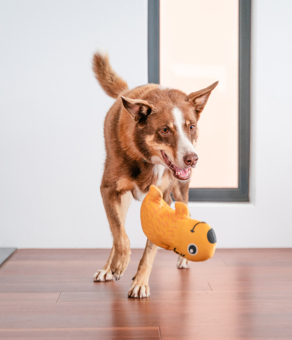 Red Dingo Hundespielzeug DURABLES Toys Wombat