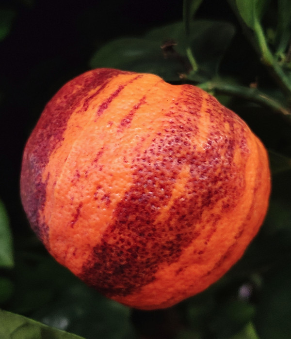 Regenbogen-Orange 'Acrobal'