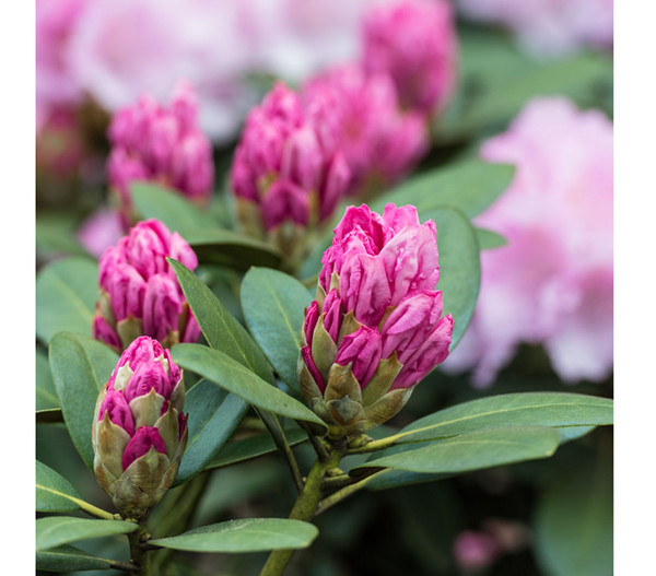 Rhododendron - Alpenrose