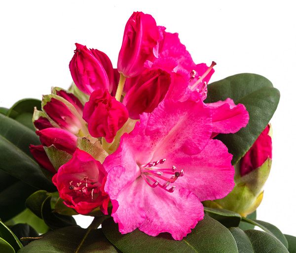 Rhododendron, 10 l