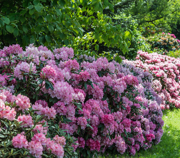 Rhododendron, Alpenrose