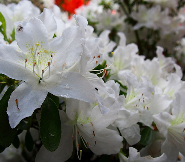 Rhododendron 'Dora Amateis'
