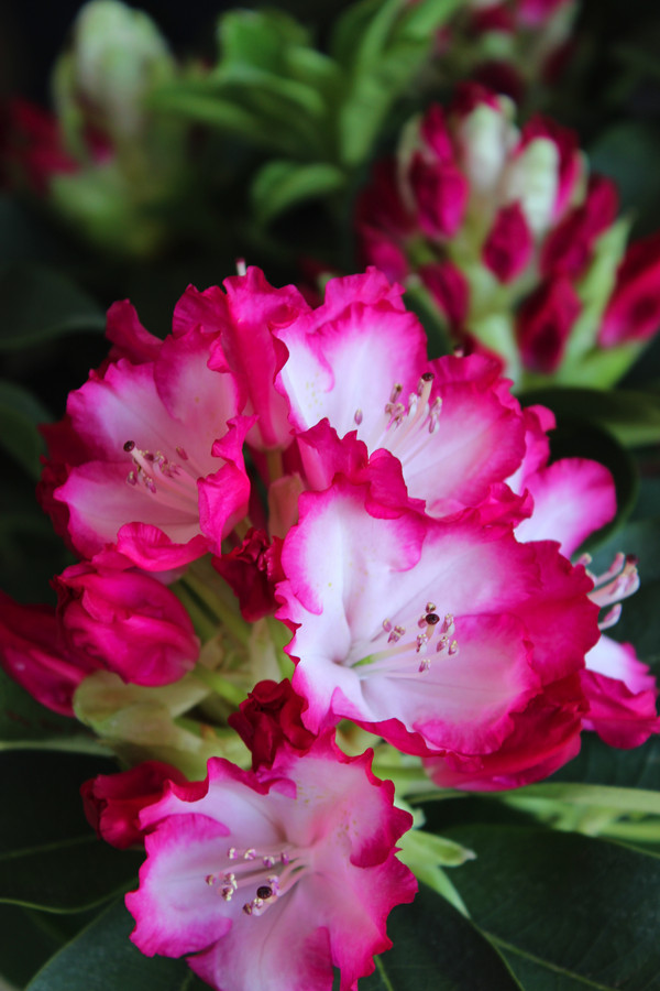 Rhododendron 'Mega'