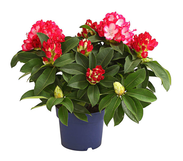 Rhododendron 'Super Mega'