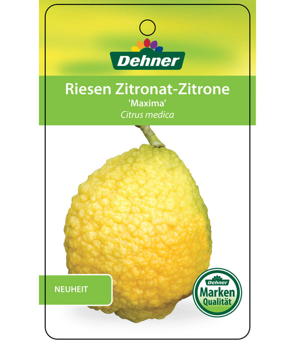 Riesen-Zedrat-Zitrone