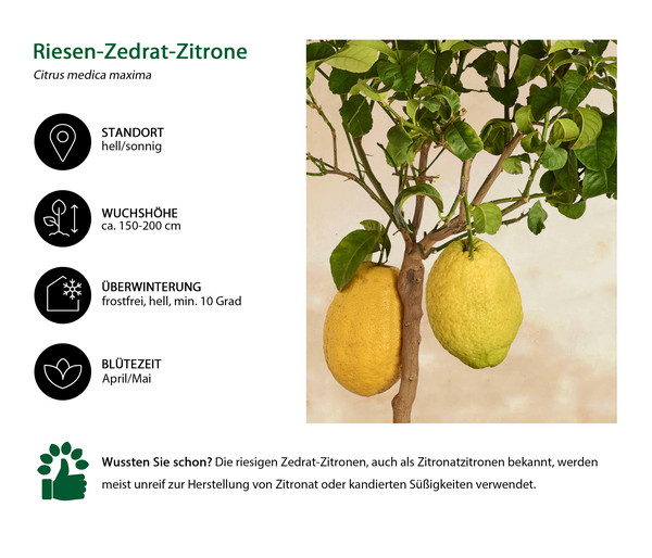 Riesen-Zedrat-Zitrone