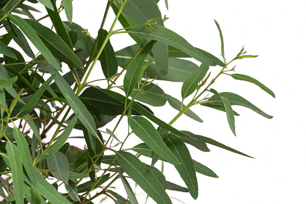 Eucalyptus Camaldulensis 1 Pflanze Alveole Eukalyptus Rot Miele Holz Aromatisch 