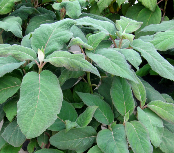 Samthortensie 'Macrophylla'