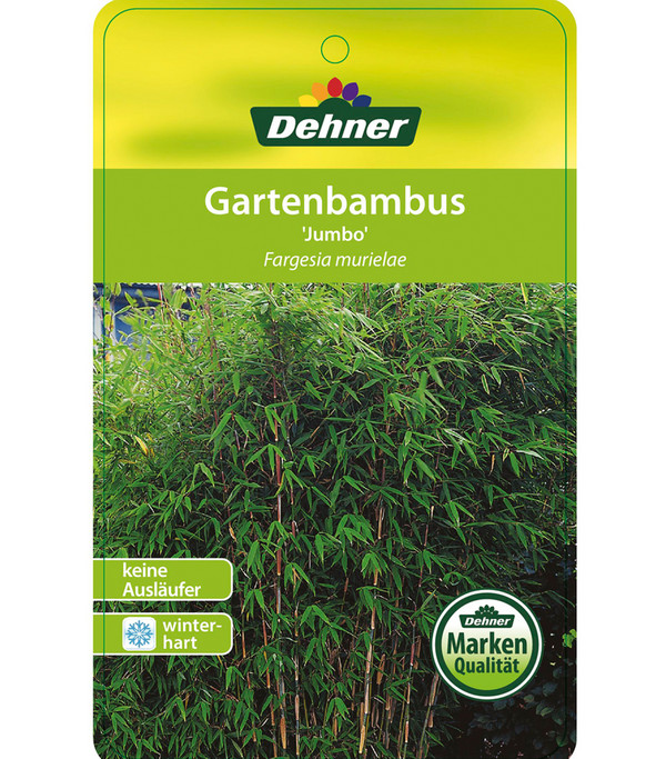 Schirm-Bambus 'Jumbo'