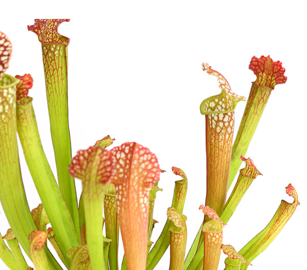 Schlauchpflanze - Sarracenia Hybride