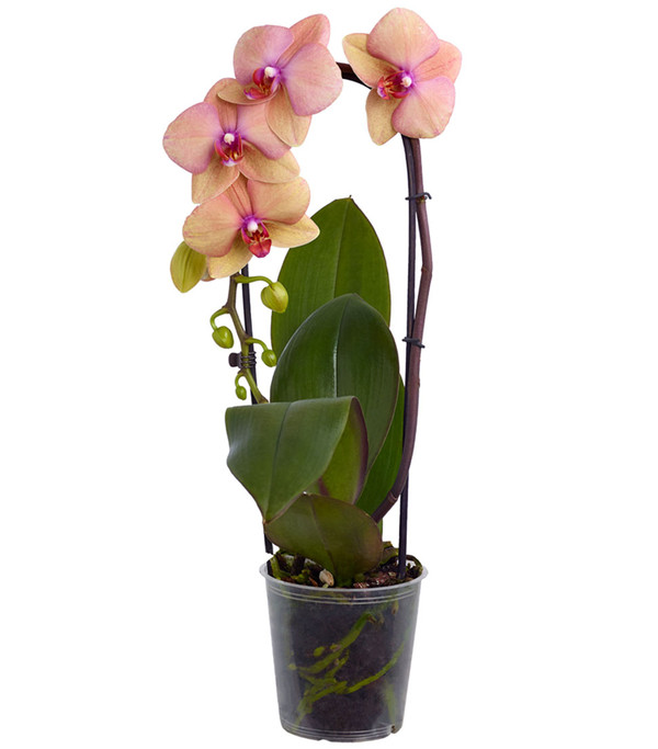 Schmetterlingsorchidee - Phalaenopsis cultivaris 'Cascade', verschiedene Sorten