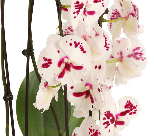Schmetterlingsorchidee - Phalaenopsis cultivars 'Big Lip', Kaskade