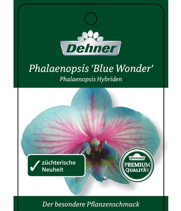 Schmetterlingsorchidee - Phalaenopsis Cultivars 'Blue Wonder', Kaskade