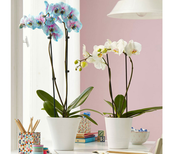 Schmetterlingsorchidee - Phalaenopsis cultivars 'Blue Wonder'