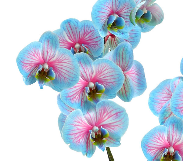 Schmetterlingsorchidee - Phalaenopsis cultivars 'Blue Wonder'