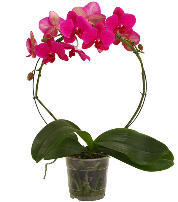 Schmetterlingsorchidee - Phalaenopsis cultivars, Bogen, verschiedene Sorten