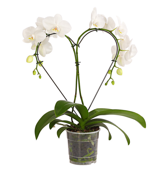 Schmetterlingsorchidee - Phalaenopsis cultivars 'Heart', verschiedene Sorten