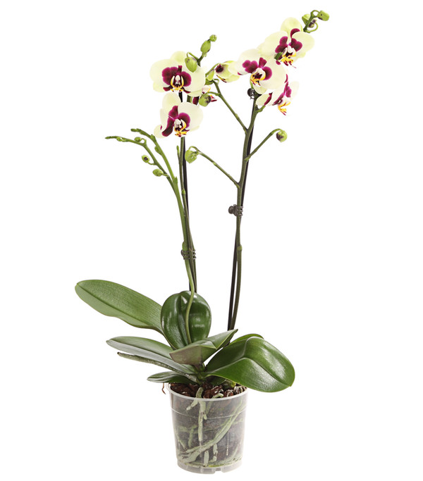 Schmetterlingsorchidee - Phalaenopsis cultivars, Sonderfarben